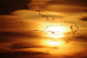 Nordostdeutsche Fremdenverkehrsmarketing