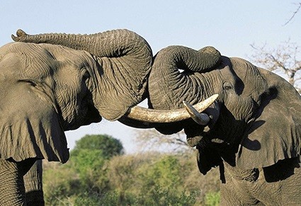 TopSeller Angebot Südafrika