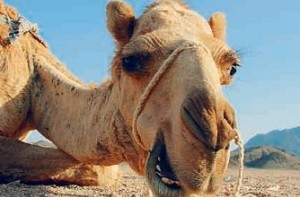 TopSeller Angebot Ägypten - Marsa Alam